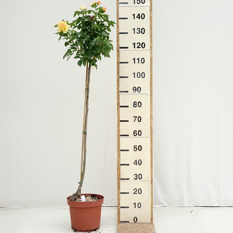 Example of Stammrose Mythique Topf mit 7,5L/10L, Stamm as you get in ete