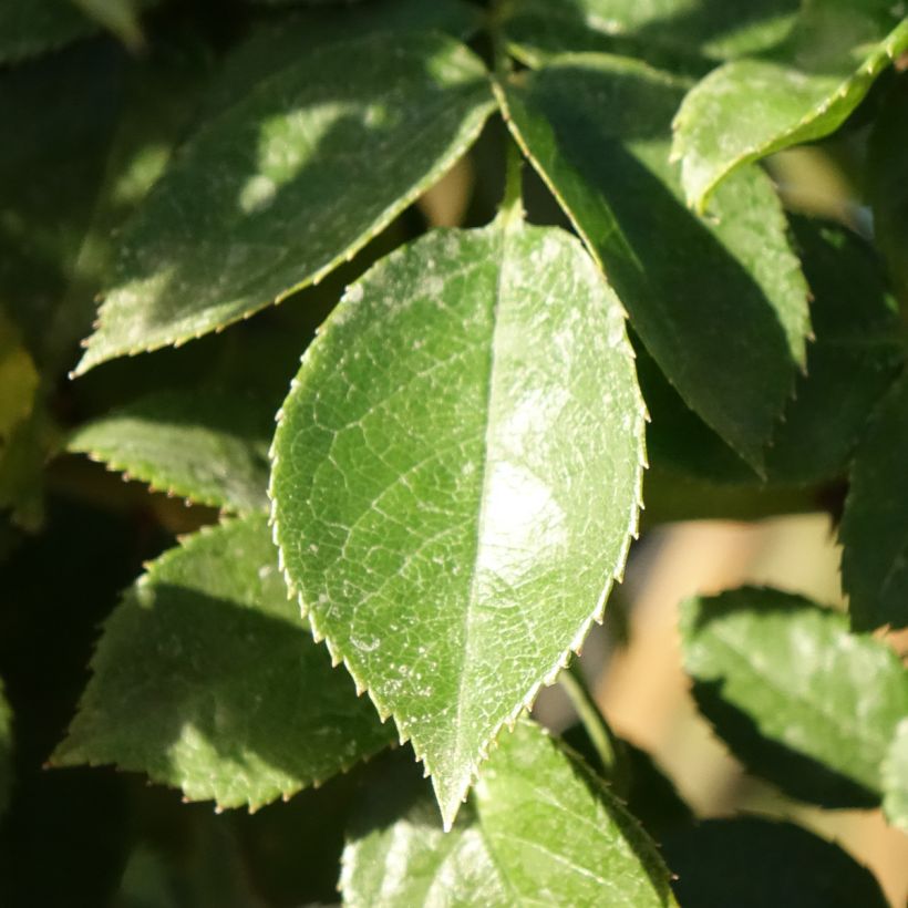 Stammrose Mythique (Foliage)