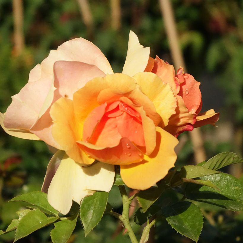 Stammrose Mythique (Flowering)
