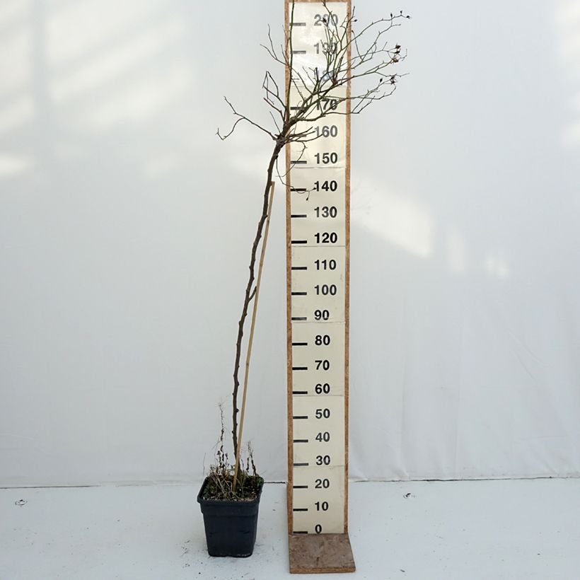 Exemplar von Stammrose Scarlet Meillandecor Topf mit 7,5L/10L wie im Winter geliefert