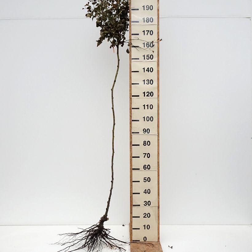 Exemplar von Stammrose Scarlet Meillandecor Wurzelnackt wie im Winter geliefert