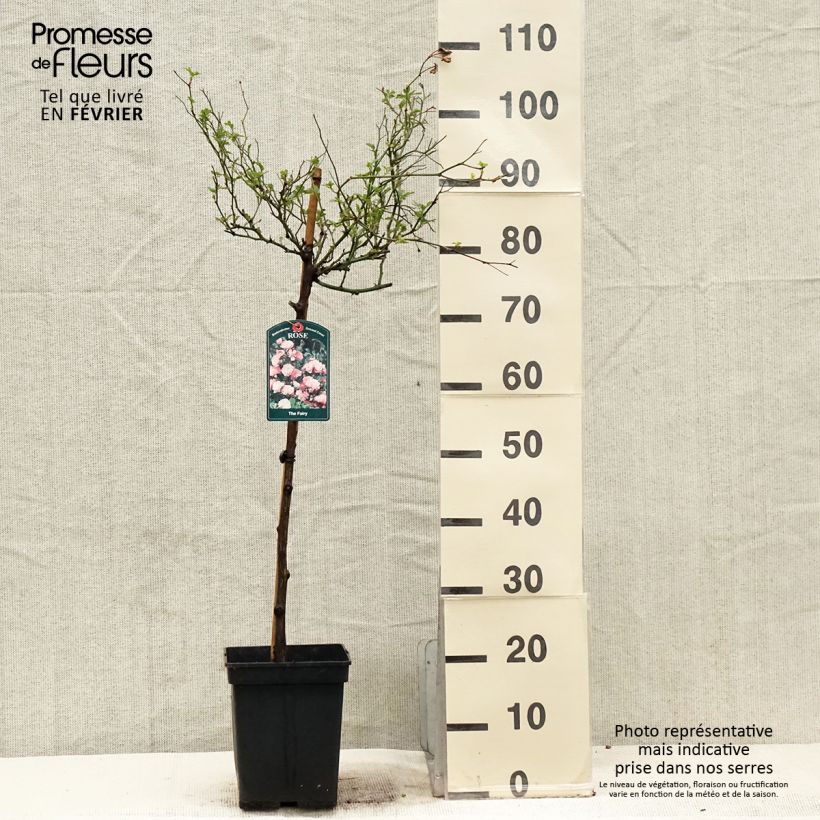 Exemplar von Stammrose The Fairy Topf mit 7,5L/10L wie im Winter geliefert