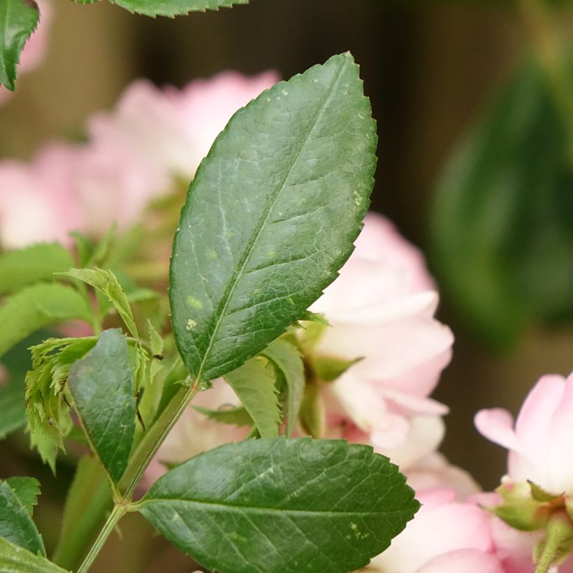 Stammrose The Fairy (Foliage)