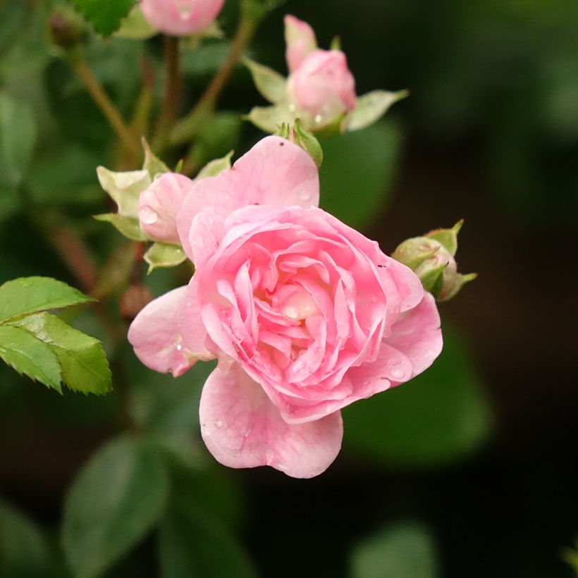 Stammrose The Fairy (Flowering)