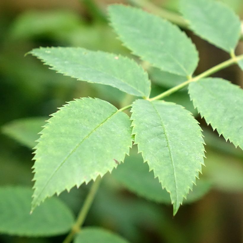 Stammrose Gärtnerfreude (Toscana) (Foliage)