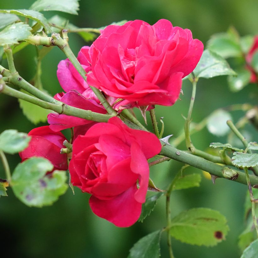 Stammrose Gärtnerfreude (Toscana) (Flowering)