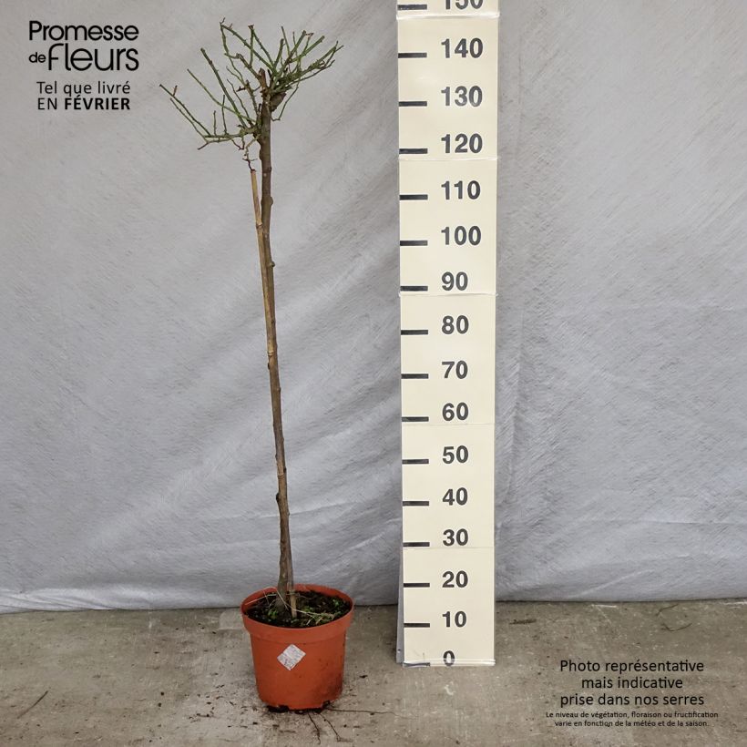 Exemplar von Stammrose Gärtnerfreude (Toscana) Topf mit 4L/5L, Stamm wie im Winter geliefert