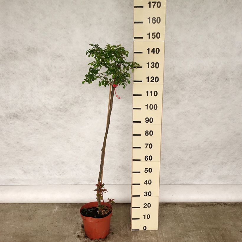 Exemplar von Stammrose Gärtnerfreude (Toscana) Topf mit 4L/5L, Stamm wie im Frühjahr geliefert