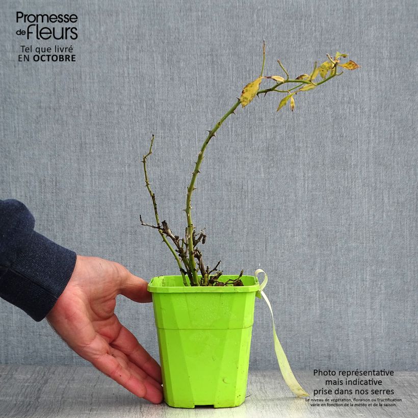Example of Rosa Urban Streetlight Larissa - Moderne Hybrid-Rose Topf mit 3L/4L as you get in automne