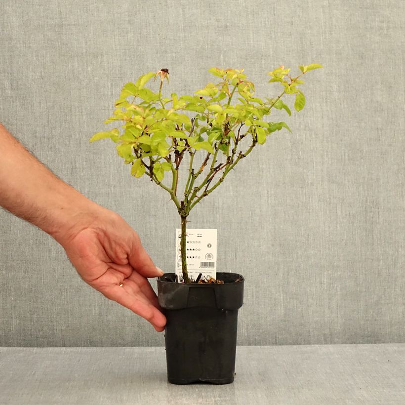 Example of Rosa Urban Streetlight Rekord Cubana - Beetrose Topf 10 cm/11cm as you get in ete