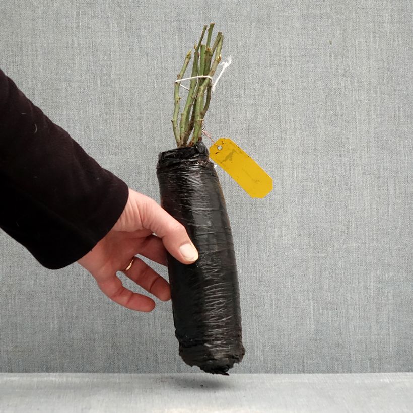 Exemplar von Rosa Urban Streetlight Rekord Sommerabend - Beetrose Wurzelnackt in Beutel wie im Winter geliefert