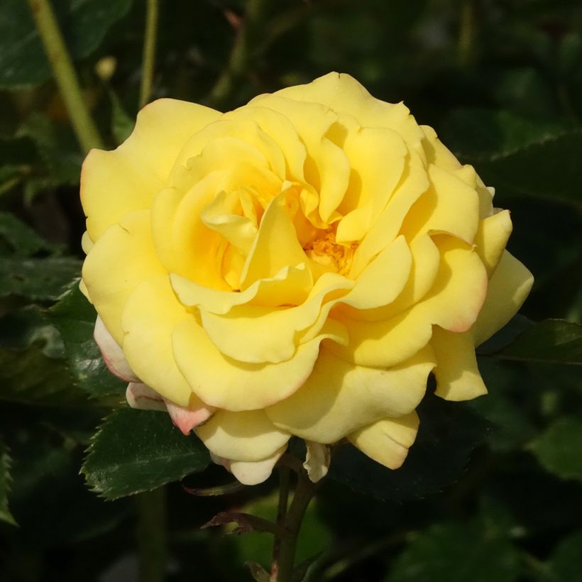 Rosa Urban Streetlight Sunmaid - Polyantha-Rose (Blüte)