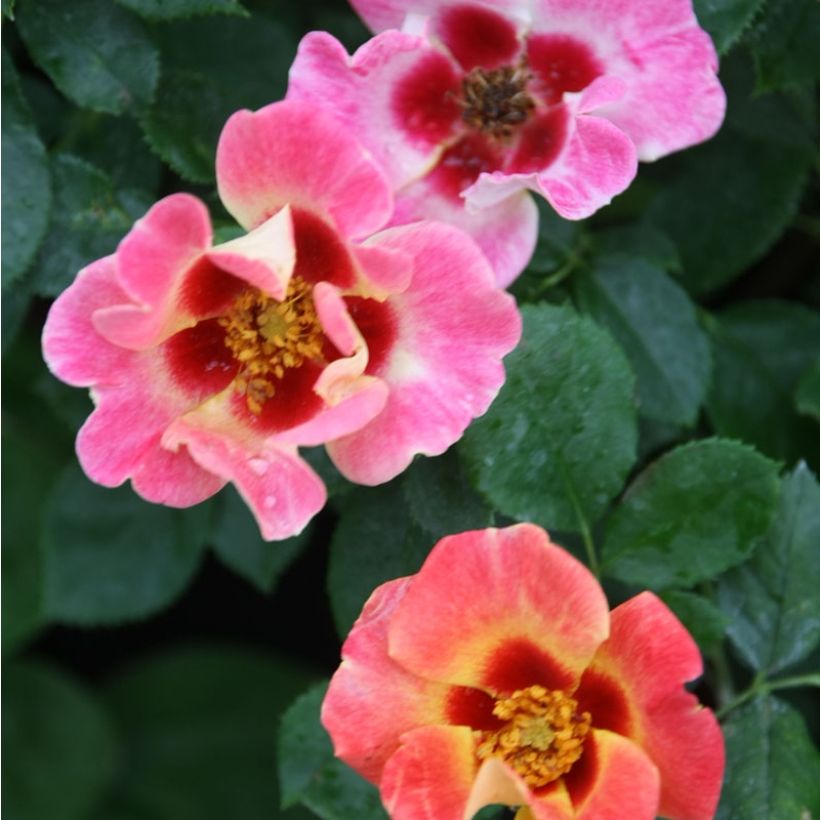 Rosa persica Sunshine Babylon Eyes - Zwerg-Parkrose (Flowering)