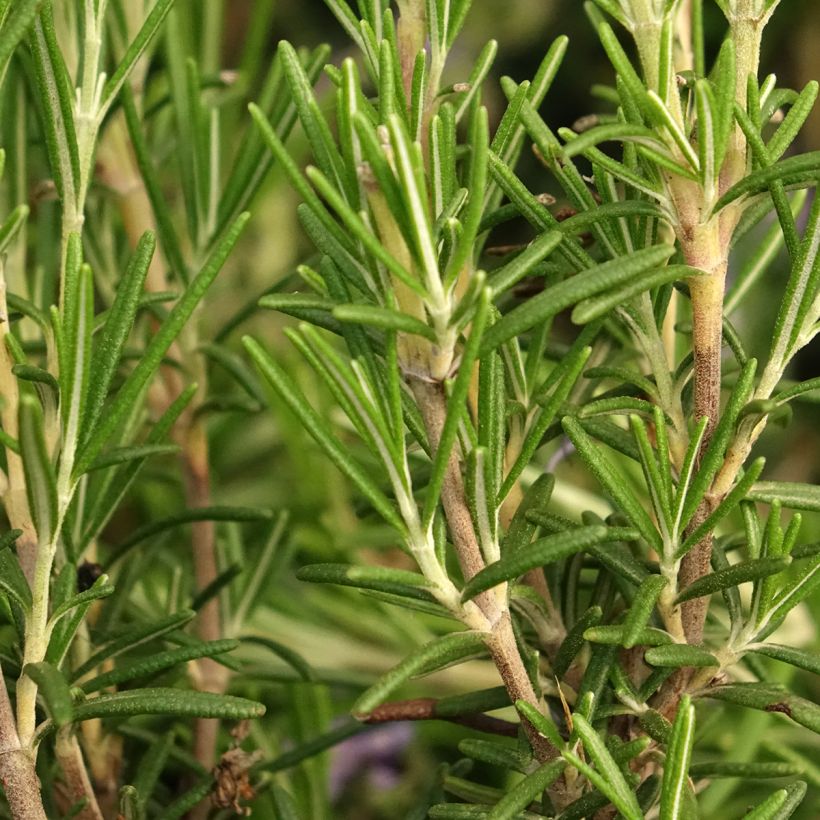 Rosmarin Corsican Blue - Rosmarinus officinalis (Laub)