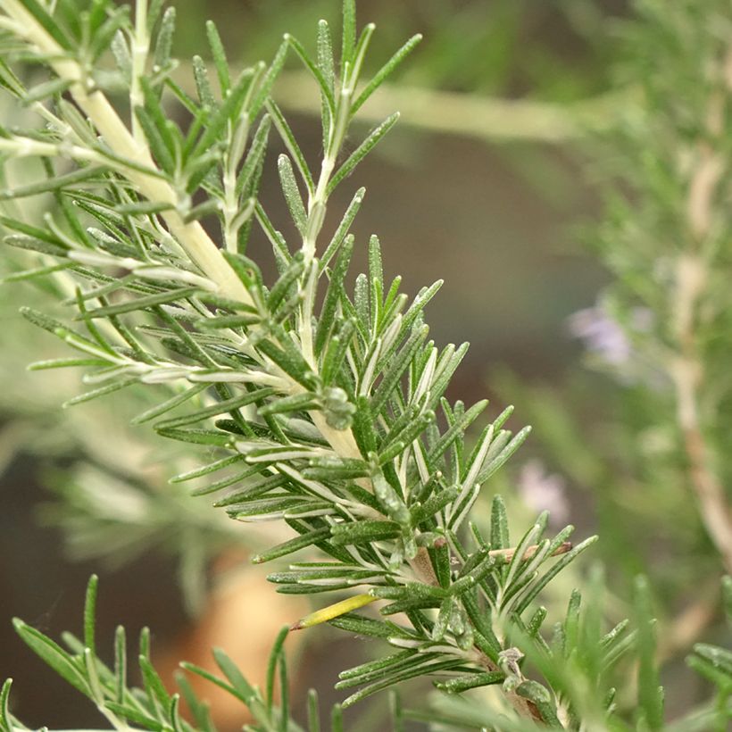 Rosmarin Whitewater Silver - Rosmarinus officinalis (Foliage)