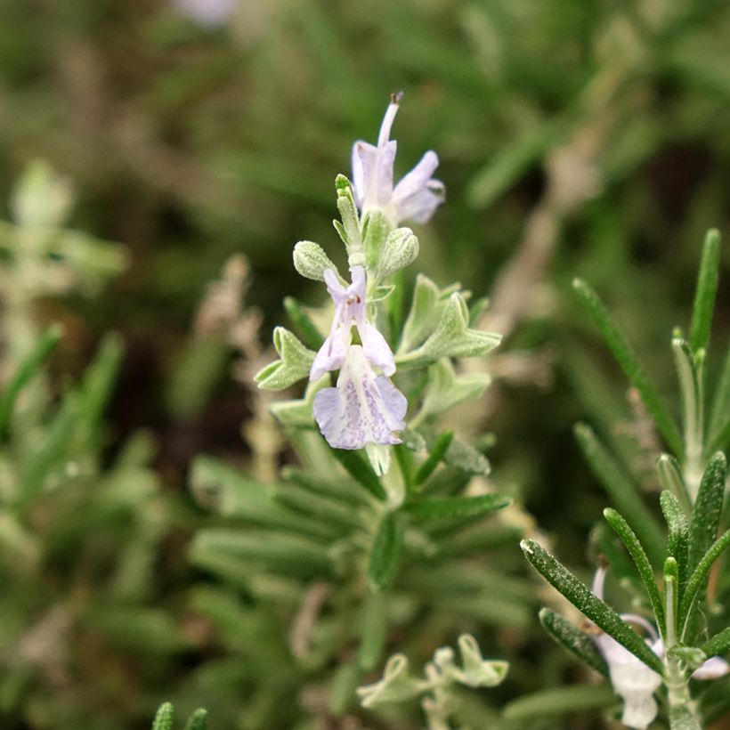 Rosmarin Whitewater Silver - Rosmarinus officinalis (Flowering)