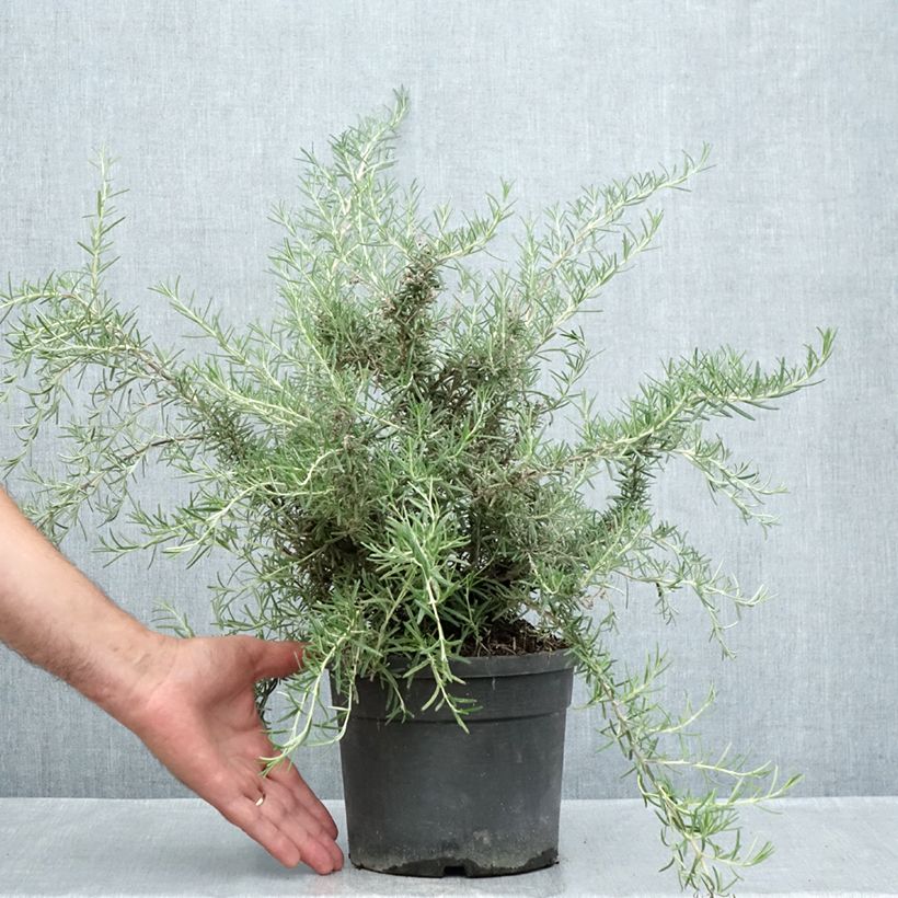 Example of Rosmarin Whitewater Silver - Rosmarinus officinalis Topf mit 3L/4L as you get in ete