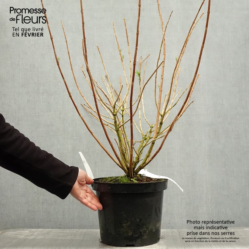 Example of Rostrinucula dependens Happy Cascade - Tränender Schmetterlingsstrauch Topf mit 7,5L/10L as you get in hiver
