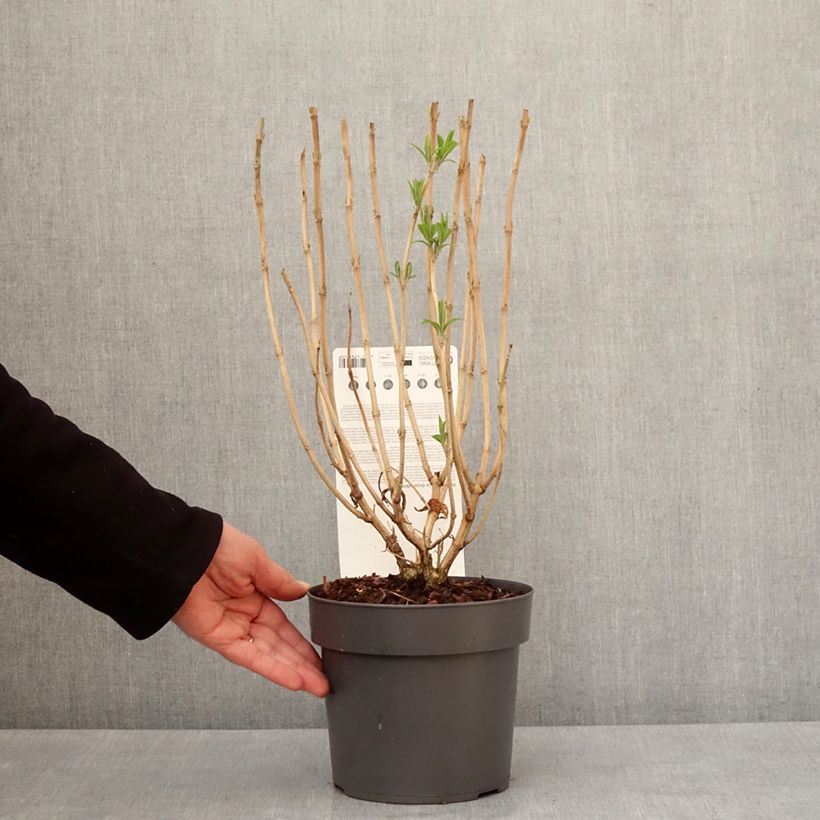 Example of Rostrinucula dependens - Tränender Schmetterlingsstrauch Topf mit 3L/4L as you get in hiver
