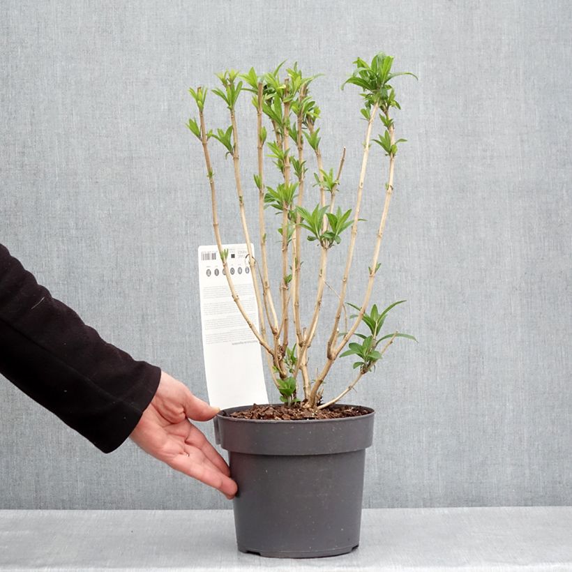 Exemplar von Rostrinucula dependens - Tränender Schmetterlingsstrauch Topf mit 3L/4L wie im Frühjahr geliefert