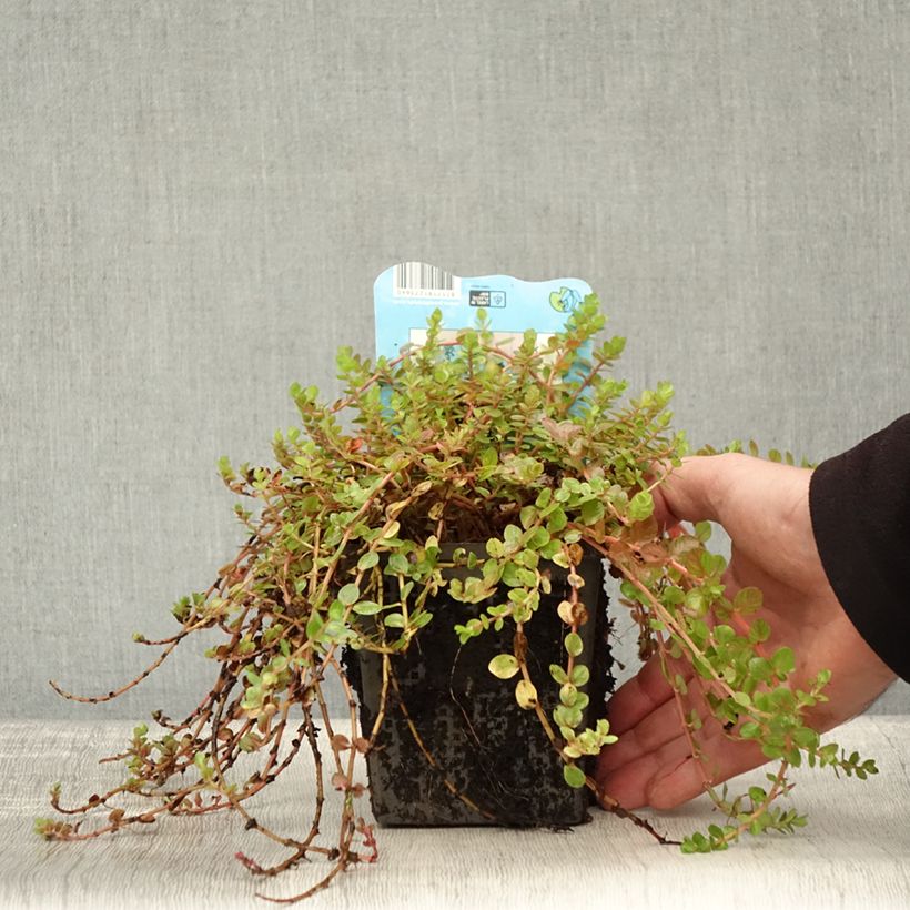 Example of Rotala indica - Indisches Rotala Topf mit 1L/1,5L as you get in automne