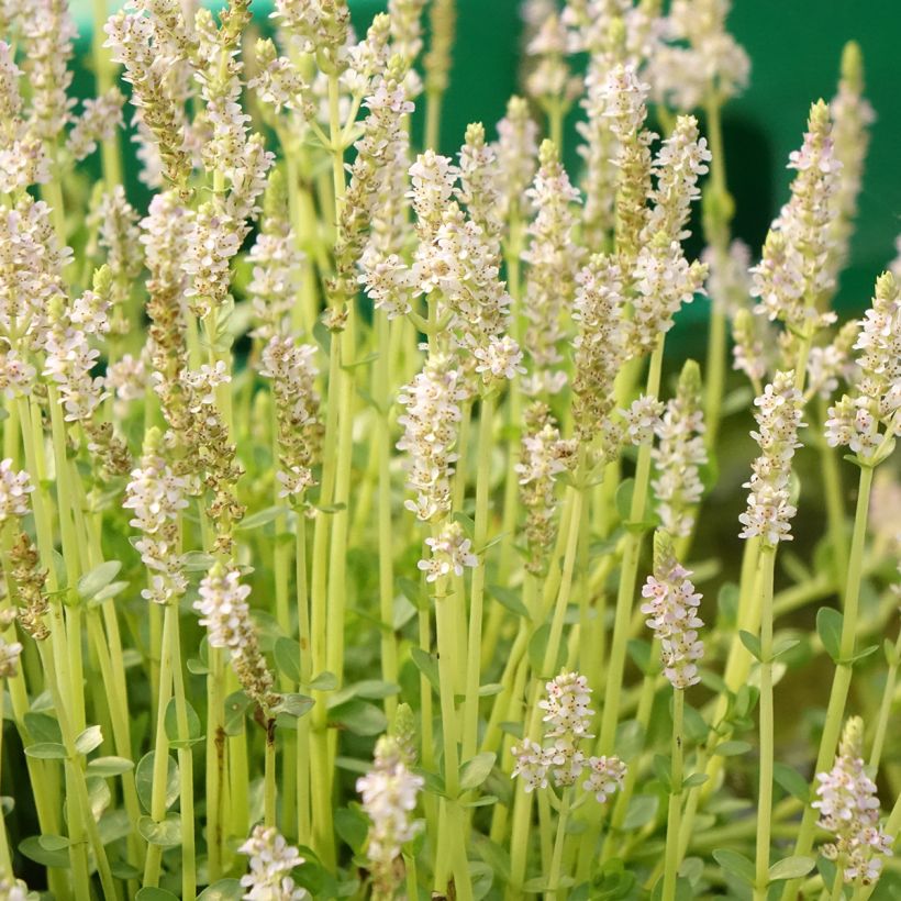 Rotala rotundifolia Green - Rundblättrige Rotala (Flowering)