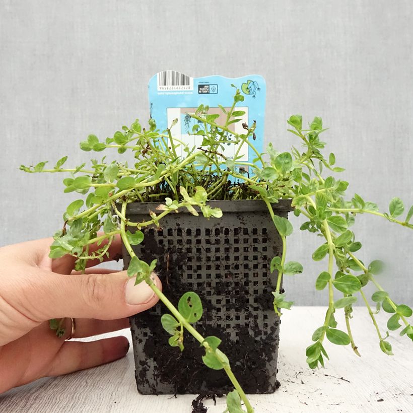 Example of Rotala rotundifolia Green - Rundblättrige Rotala Topf mit 1L/1,5L as you get in ete
