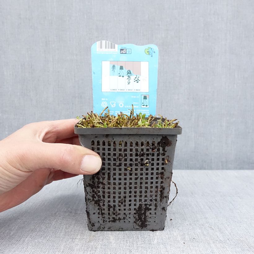 Exemplar von Rotala rotundifolia Green - Rundblättrige Rotala Topf mit 1L/1,5L wie im Frühjahr geliefert