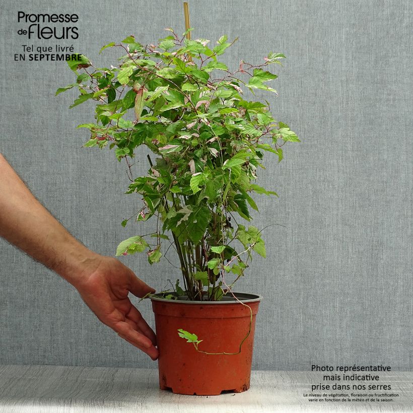Example of Rubus microphyllus Variegatus' - Brombeere Topf mit 3L/4L as you get in automne