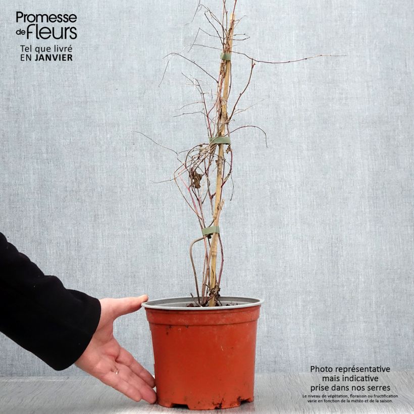 Exemplar von Rubus microphyllus Variegatus' - Brombeere Topf mit 3L/4L wie im Winter geliefert