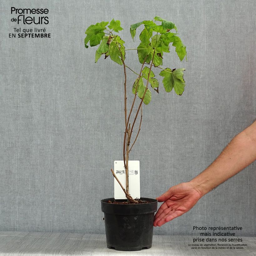 Example of Rubus odoratus - Zimt-Brombeere Topf mit 3L/4L as you get in ete