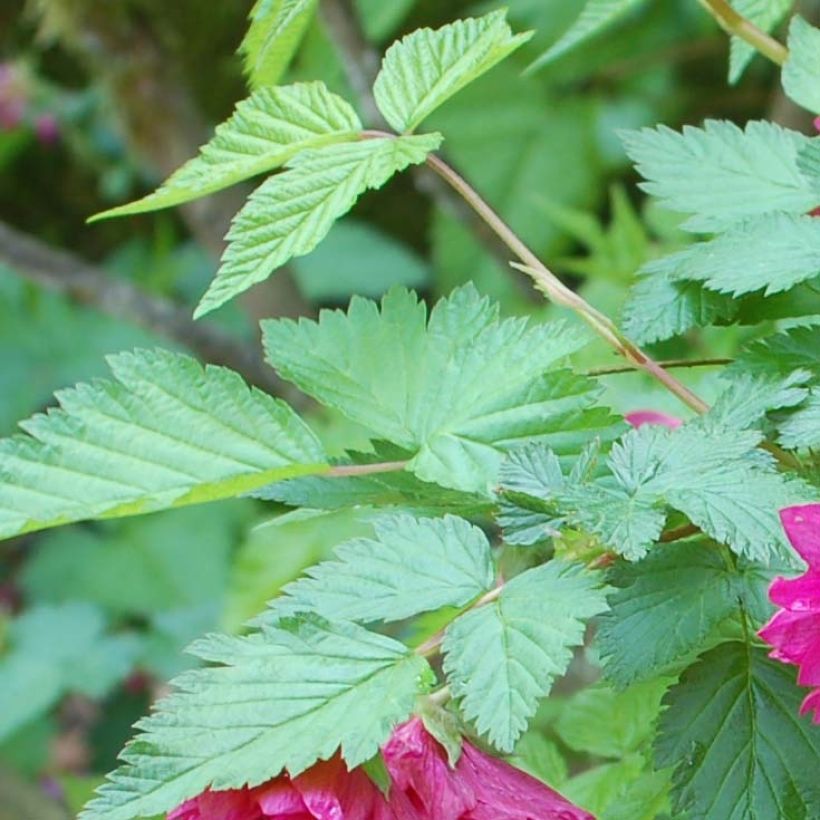 Rubus spectabilis Olympic Double - Pracht-Himbeere (Foliage)