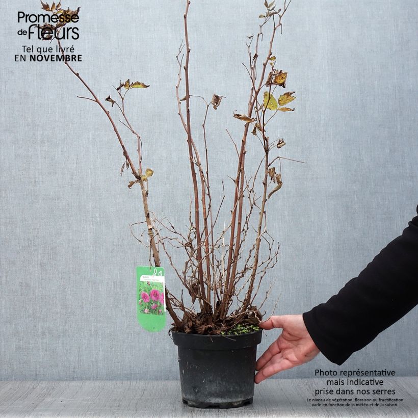 Example of Rubus spectabilis Olympic Double - Pracht-Himbeere Topf mit 3L/4L as you get in automne