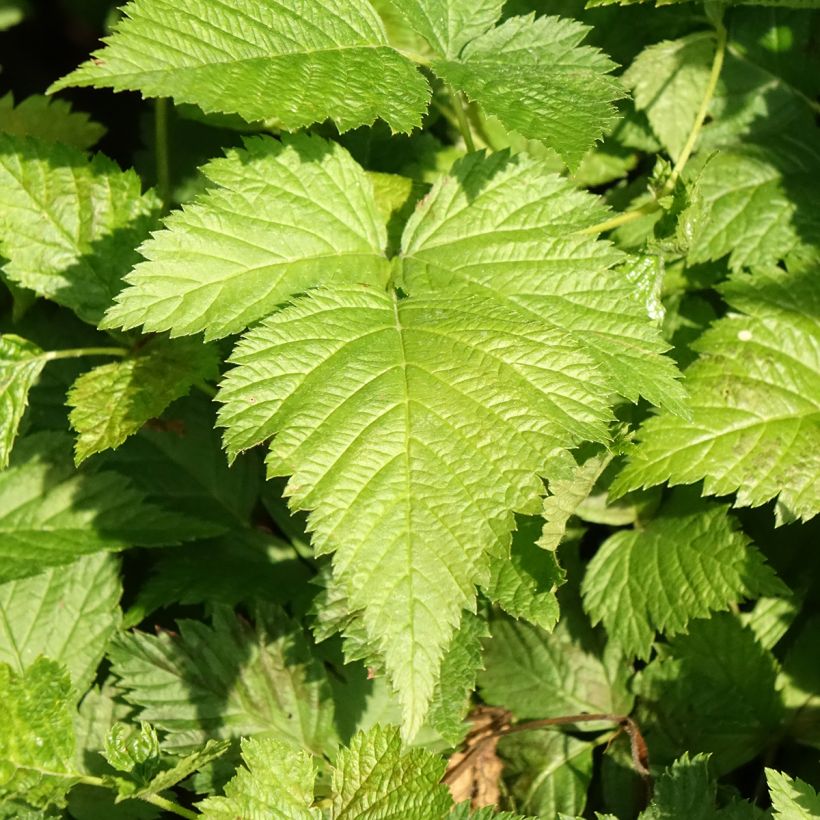 Rubus spectabilis Pacific Rose - Pracht-Himbeere (Foliage)