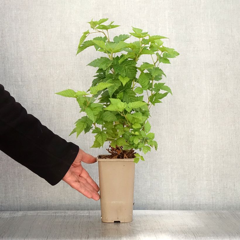 Example of Rubus spectabilis Pacific Rose - Pracht-Himbeere Topf mit 1,5L/2L, Strauch/Busch, mehrstämmig as you get in automne