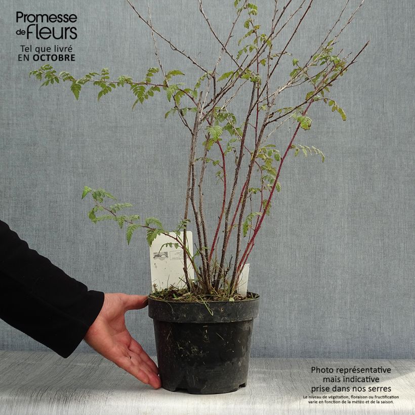 Example of Rubus thibetanus Silver Fern - Tibetische Brombeere Topf mit 3L/4L as you get in automne