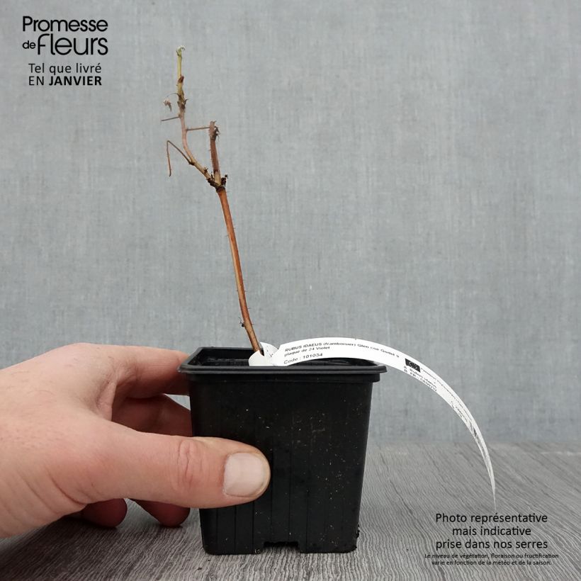 Exemplar von Himbeere Glen Coe - Rubus x neglectus Kleine Töpfe von 8/9 cm wie im Winter geliefert