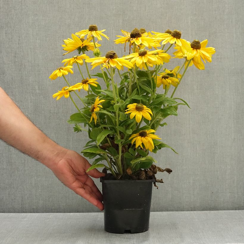 Exemplar von Rauher Sonnenhut Sunbeckia Ophelia - Rudbeckia Topf mit 2L/3L wie im Sommer geliefert