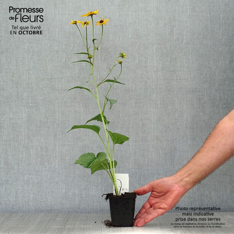 Example of Gemeiner Sonnenhut Early Bird Gold - Rudbeckia fulgida Kleine Töpfe von 8/9 cm as you get in automne