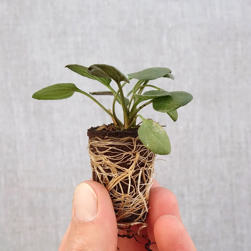 Exemplar von Gemeiner Sonnenhut Little Goldstar - Rudbeckia fulgida var.sullivantii Mini-Plug Ø 3/4 cm wie im Frühjahr geliefert