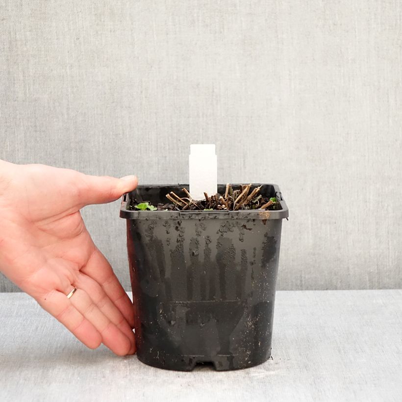 Exemplar von Gemeiner Sonnenhut Little Goldstar - Rudbeckia fulgida var.sullivantii Topf mit 2L/3L wie im Winter geliefert