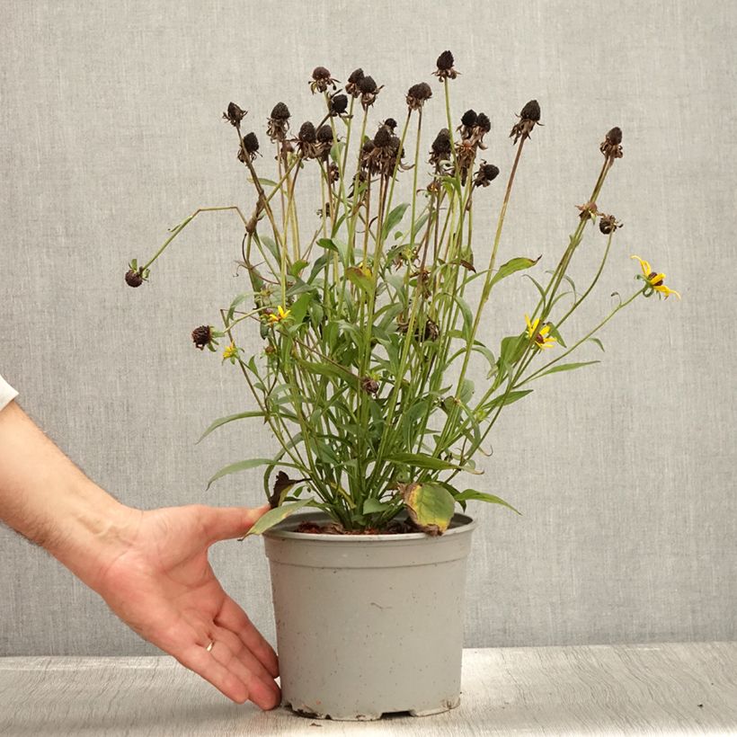 Example of Gemeiner Sonnenhut Little Goldstar - Rudbeckia fulgida var.sullivantii Topf mit 3L/4L as you get in automne