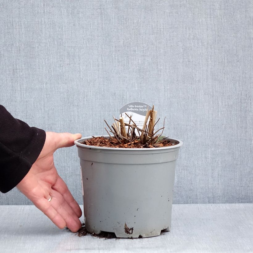 Exemplar von Gemeiner Sonnenhut Little Goldstar - Rudbeckia fulgida var.sullivantii Topf mit 3L/4L wie im Frühjahr geliefert