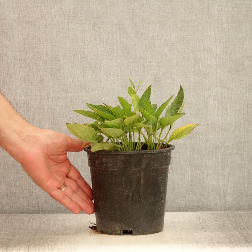 Example of Gemeiner Sonnenhut Pot of Gold - Rudbeckia fulgida var. sullivantii Topf mit 2L/3L as you get in ete