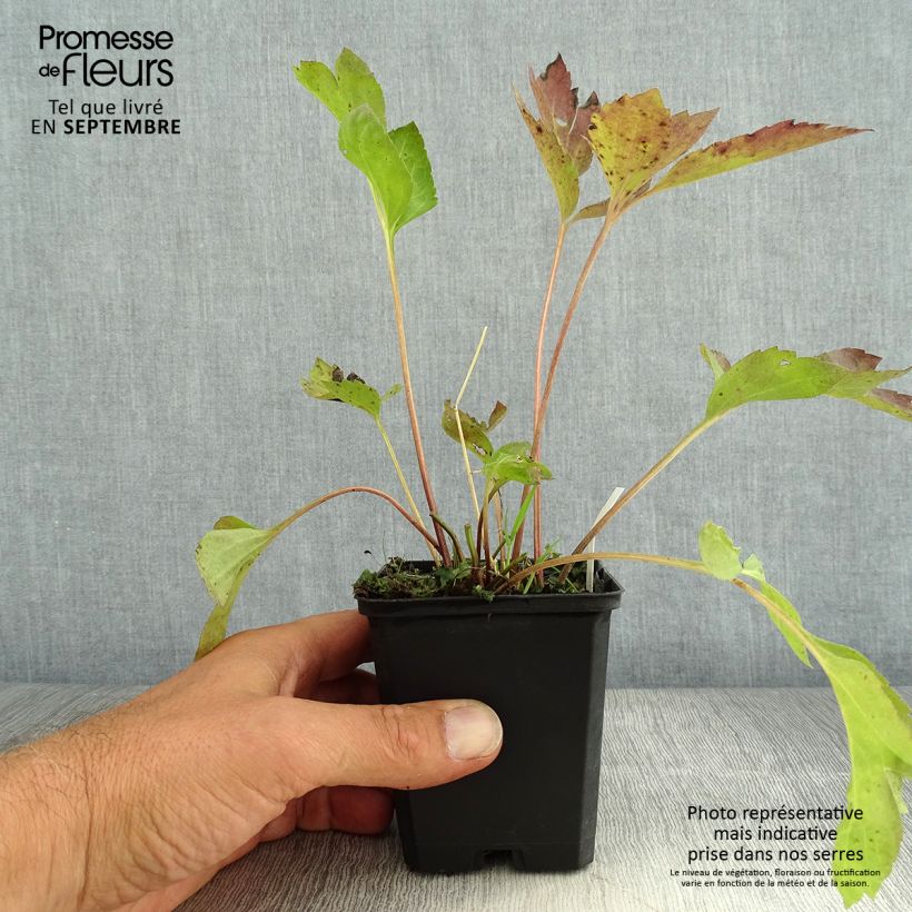 Example of Schlitzblättriger Sonnenhut Goldquelle - Rudbeckia laciniata Kleine Töpfe von 8/9 cm as you get in ete