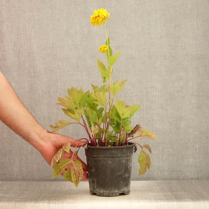 Example of Schlitzblättriger Sonnenhut Goldquelle - Rudbeckia laciniata Topf mit 2L/3L as you get in ete