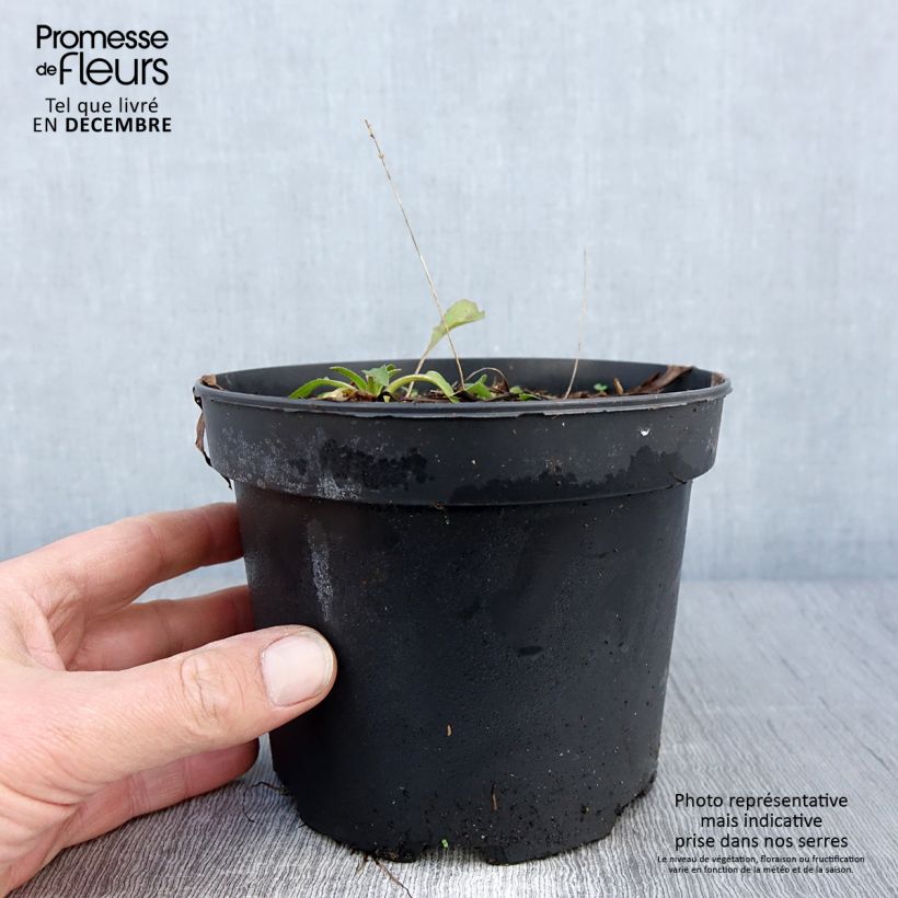 Example of Garten-Sonnenhut Green Wizard - Rudbeckia occidentalis Topf mit 2L/3L as you get in automne
