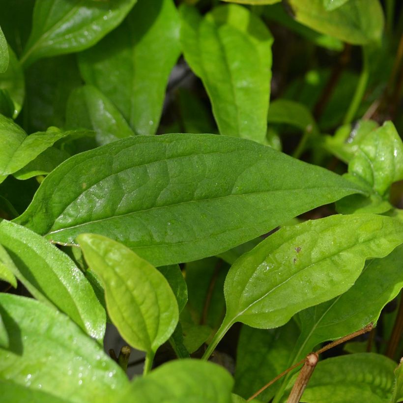 Echinacea purpurea Sundown - Sonnenhut (Foliage)