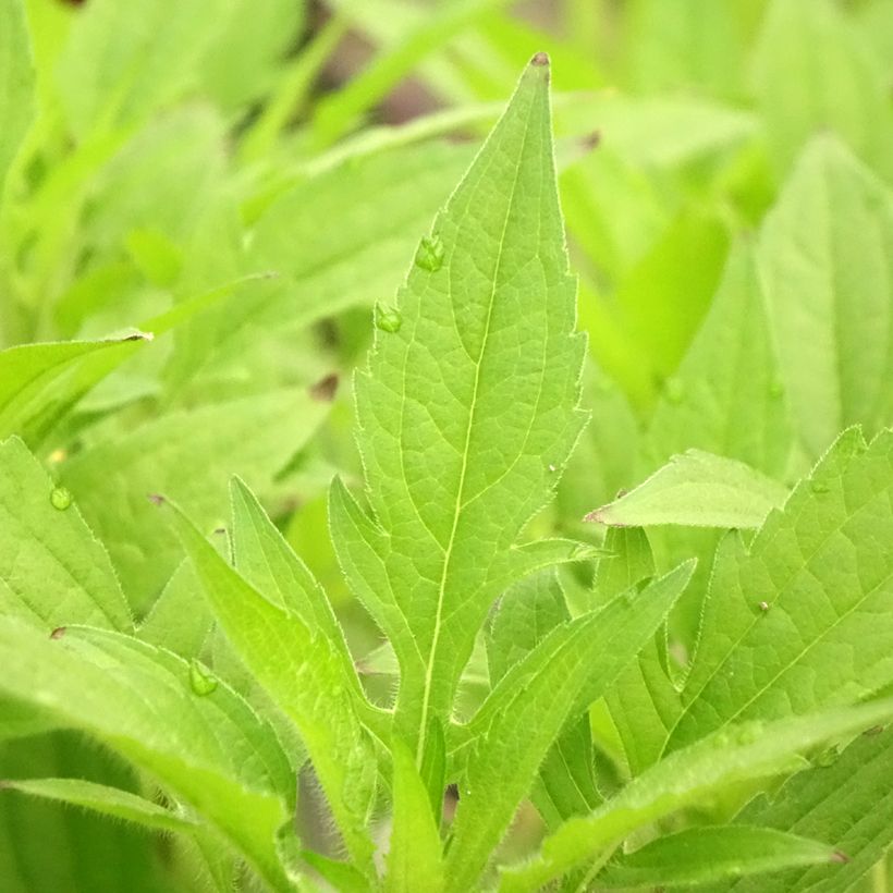 Oktober-Sonnenhut - Rudbeckia triloba (Foliage)
