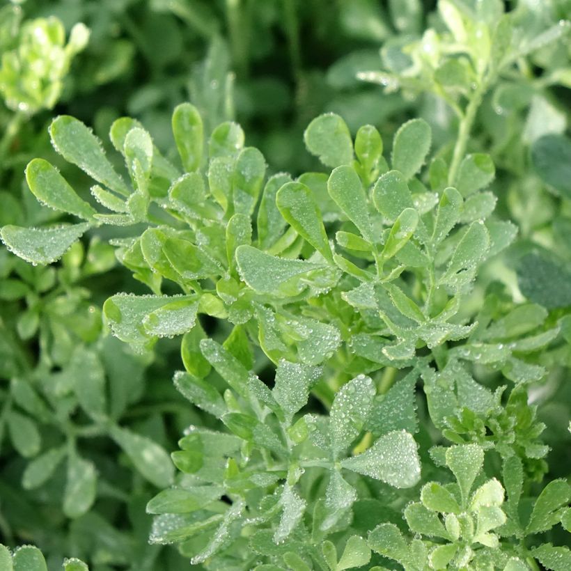 Wein-Raute - Ruta graveolens (Foliage)
